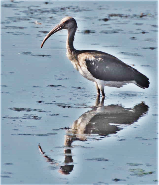 wading birds
